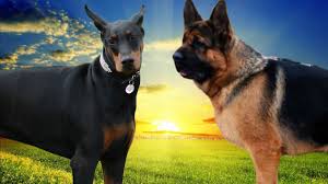 German shepherd facts origin and history. Doberman Vs German Shepherd Dog Highlights Youtube
