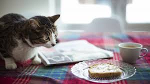 Butter isn't a typical cat food, but what if you want to share a nibble of your buttered toast with can cats eat butter? Can Cats Eat Bread Is Bread Safe For Cats Cattime