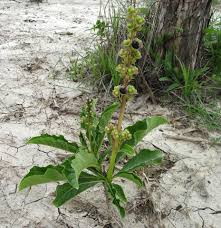 Image result for Rotheca aurantiaca