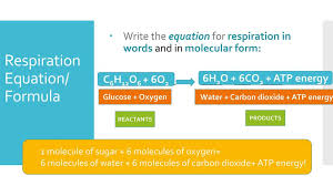 The starting reactants in cellular respiration are glucose and oxygen. Photosynthesis Mind Stretcher Ppt Download
