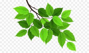 Maybe you would like to learn more about one of these? Cahaya Daun Hijau Gambar Png