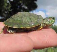 See full list on everythingreptiles.com Red Ear Slider Turtle Facts All Turtles