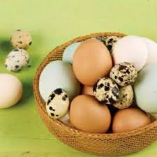 Dari hasil sebuah penelitian mengungkapkan bahwa kandungan gizi dan nutrisi dalam ayam kampung lebih banyak dari pada ayam potong. Aneka Telur Ayam Telur Omega Telur Bebek Telur Asin Telur Burung Puyuh Asli Peternak Surga Kebutuhan Shopee Indonesia