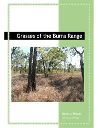 Image result for Aristida stenostachya