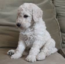 Miniature goldendoodle puppies looking for their forever homes! Miniature Goldendoodle Puppies Sandwich Kent Pets4homes