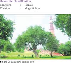 Image result for Salvadoraceae