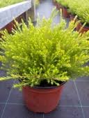 A low, spreading evergreen shrub with fantastic foliage. Diosma Ericoides Sunset Gold Beechmount Garden Centre