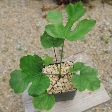 Image result for Cussonia spicata