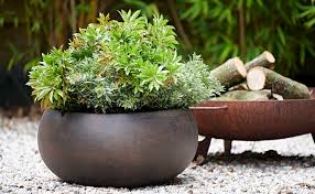 A band of young warriors in magical armor vow to defend the reincarnation of greek goddess athena against evil forces and to return her to the throne. Japanese Andromeda The Joy Of Plants