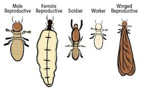 The next minute, several of these winged insects have emerged from their nest and are beginning to fly or. What Do Termites Look Like Bug Weed Mart