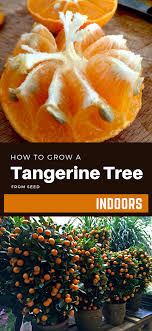 However, i've seen some varieties produce fruit from seed in as little as three years, such as my beloved calamondins. Pin On Projects To Try