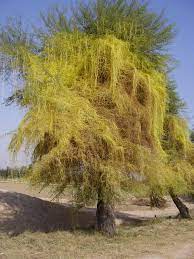 Parasitic Plant Wikipedia