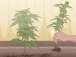 The 2 Best Ways To Identify Female And Male Marijuana Plants