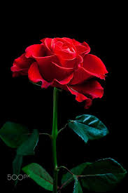 Gorgeous Loneliness Beautiful Roses Flowers Photography Beautiful Flowers