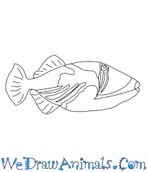Nuka works along side hato in making weapons, but he adds designs and art on the dangerous tools. How To Draw A Picasso Triggerfish