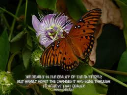 If you'd like to use them primarily for cut flowers, you can cut the center flower first, which will encourage more stems as it continues to grow and flower. Flowers And Butterflies Quotes Quotesgram