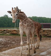 Maybe you would like to learn more about one of these? Timbavati Park Opens Construction Continues Regional News Wiscnews Com