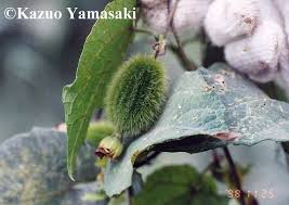 Image result for Raphidiocystis