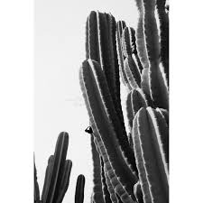 Black And White Cactus Print Black And White Cactus Print Southwest Photography Desert Bohemian 1 690 Isk Southwest Photography Black And White Posters Black And White Wall Art