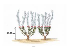 Welche hecke sie im frühjahr oder herbst am besten schneiden. Ligusterhecke Schneiden Schnittanleitung Mit Bebilderung Tipps Tricks