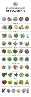 Wayfair.com has been visited by 1m+ users in the past month 50 Best How To Identify Types Of Succulents Ideas Types Of Succulents Succulents Windowsill Garden