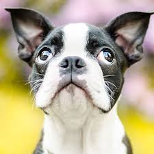 Here are some pictures of. 1 Boston Terrier Puppies For Sale In Houston Tx Uptown
