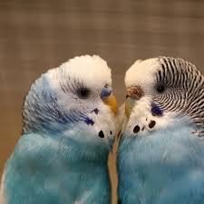 What parakeet toys should i buy? Can Essential Oil Diffusers Harm Birds What Bird Owners Must Know