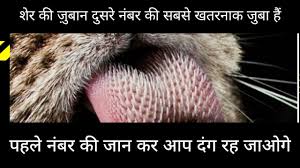 We did not find results for: Lion Tongue Facts In Hindi Second Most Dangerous Tongue In The World Youtube