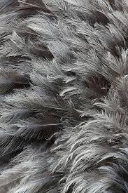 Black And White Feather Bird Home Inspiration Scandinavian Style Renovation Loving This Scandinavian Style Home In Melbourne Which Was Ori Feather Background Gray Aesthetic Color Textures