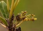 Image result for Pygmaeothamnus zeyheri