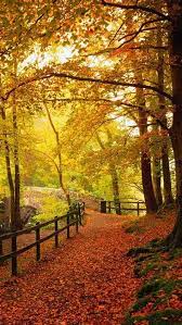 Pin By Juliasantos On Wpp In 2020 Iphone Wallpaper In 2021 Autumn Scenery Fall Wallpaper Autumn Wallpaper Hd