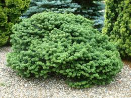 Image result for Copaifera baumiana