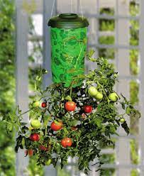 The plant is drought tolerant and perennial, making it ideal for the mature arid garden. Planting Tomatoes In Hanging Baskets Gardening Channel