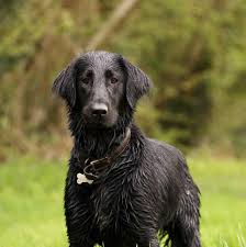 Image result for flat coated retrívr