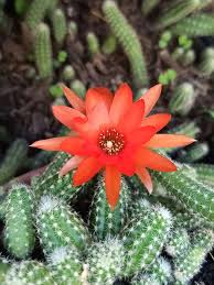Image result for Cactaceae