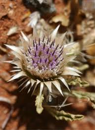 Image result for Dicoma anomala