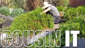 Bushy branches are dense with foliage, yet remain compact in heighth and width. Acacia Cognata Cousin It Plant Maintanence Lucky 7 Landscapes Youtube