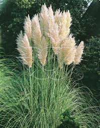 dit pampasgras vormt compacte pollen waar de vele witte bloempluimen massaal boven uit steken de bladeren zijn erg stevig en hangen mo tuin gras planten tuin