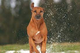 rhodesian ridgebacks sind muskulos und wendig rhodesian ridgeback hunde rassen hunde