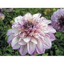 Pin On Dahlia