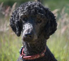 Vip puppies works with responsible standard poodle breeders across the united states. Standard Poodle Facts And Information Petcoach