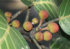 Image result for Ficus trichopoda