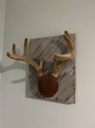 Diy Antler Mount Diy Antler Mount Deer Mount Ideas Diy Antler
