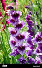 Image result for Gladiolus melleri