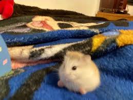 Hamster staring at camera with kanye west meme. Clyde Strife Hellnoodle Twitter