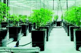 Recirculation Hydroponics Best Practices For Recirculation Hydroponics