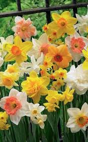 5 Mixed Yellow Orange White Daffodil Mix Bulbs Garden Hardy Perennial Fall Narcissus Bee Spring Flow Container Flowers Flower Landscape Garden Bulbs