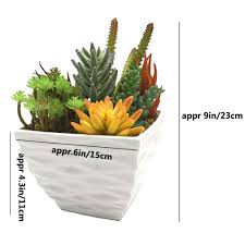 I fiori sono piccoli e delicatamente profumati; Aisamco Artificiale Prefabbricato Succulente Moderna Succulente Fioriera Disposizione 7 Pz Piante Succulente Finte Assortite In Vaso Di Fiori Bianchi Centrotavola Succulente In Vaso Piante E Fiori Artificiali Casa E Cucina Nsb Group Com