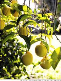 Pin On Exotic Fruit