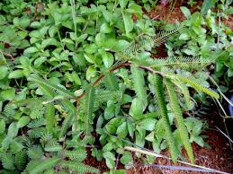 Image result for Chamaecrista mimosoides
